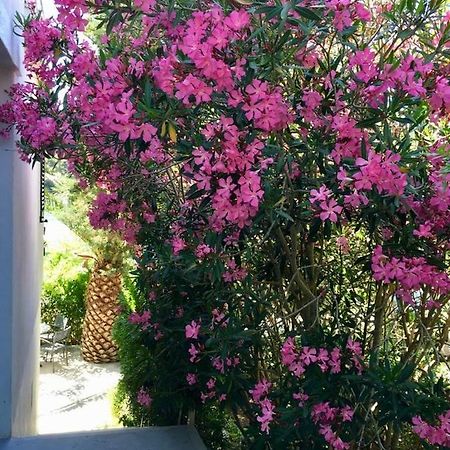 Apartment Lavanda Molat Luaran gambar