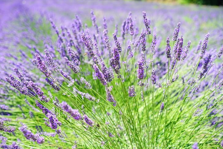 Apartment Lavanda Molat Luaran gambar